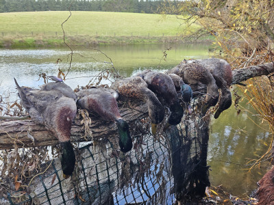 The 2025 waterfowl season in the lower North Island has been one of the better ones in recent years Copyright Hamiosh Canrahcan