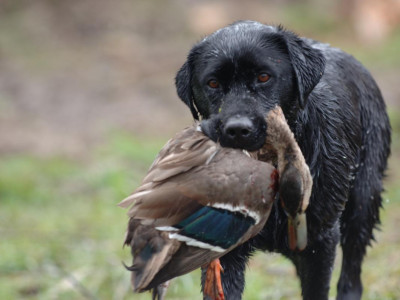 9 North Canterbury DSC 0064