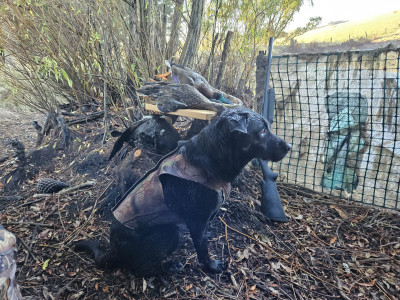 Ash early morning on Opening Weekend with a few fat mallards and a parrie