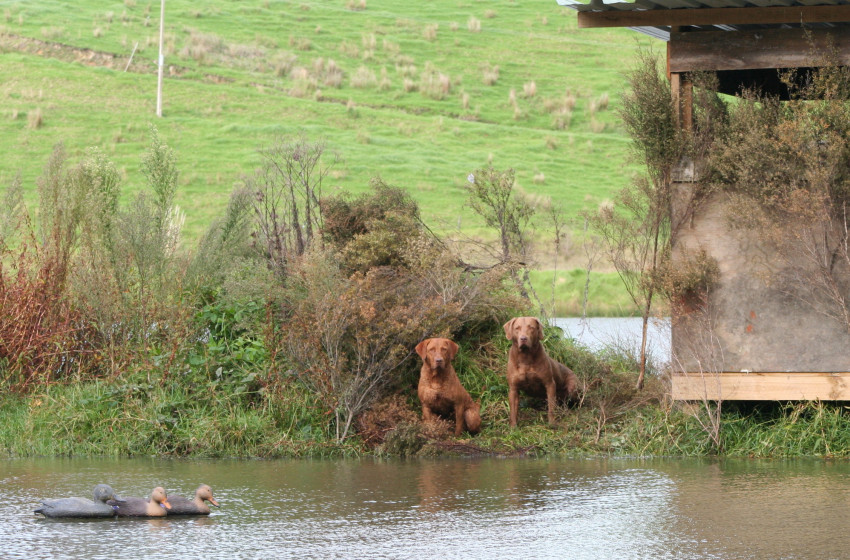 Duck Dog Maimai