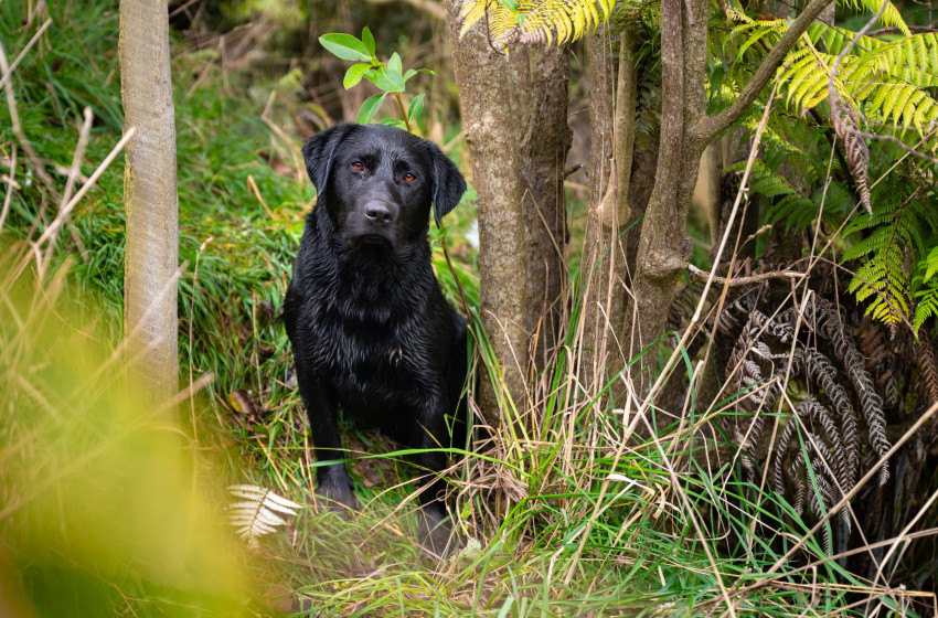 Getting the most out of your hunting dog