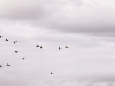 Watch the ducks' sm