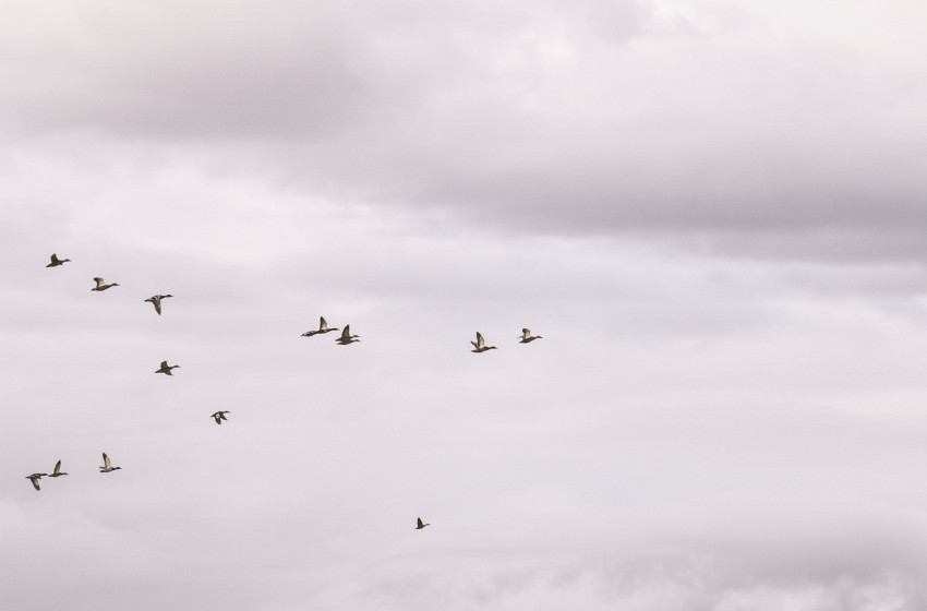 Where did all the ducks go?