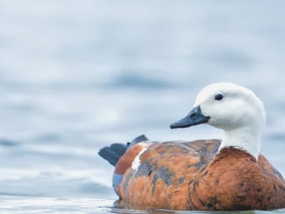 Paradise shelduck v2