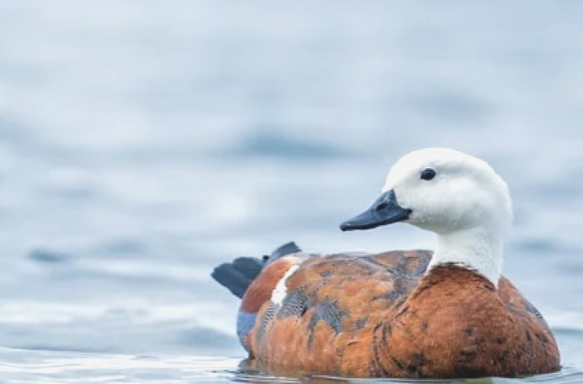 Auckland Waikato Special Paradise Shelduck Season 2025