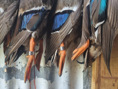 Banded ducks
