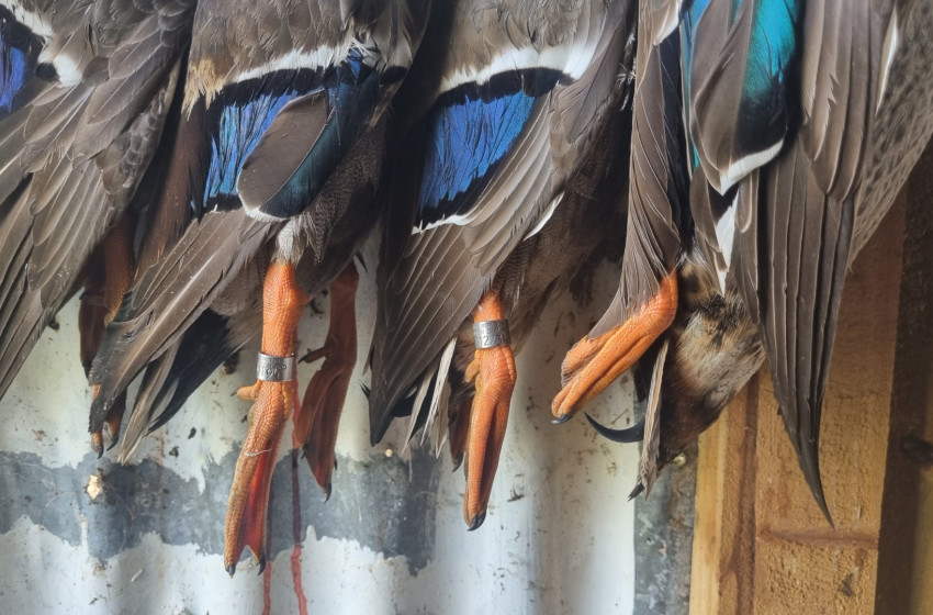 Eastern Mallard band draw winners