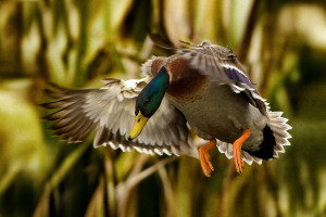 David Towgood Mallard