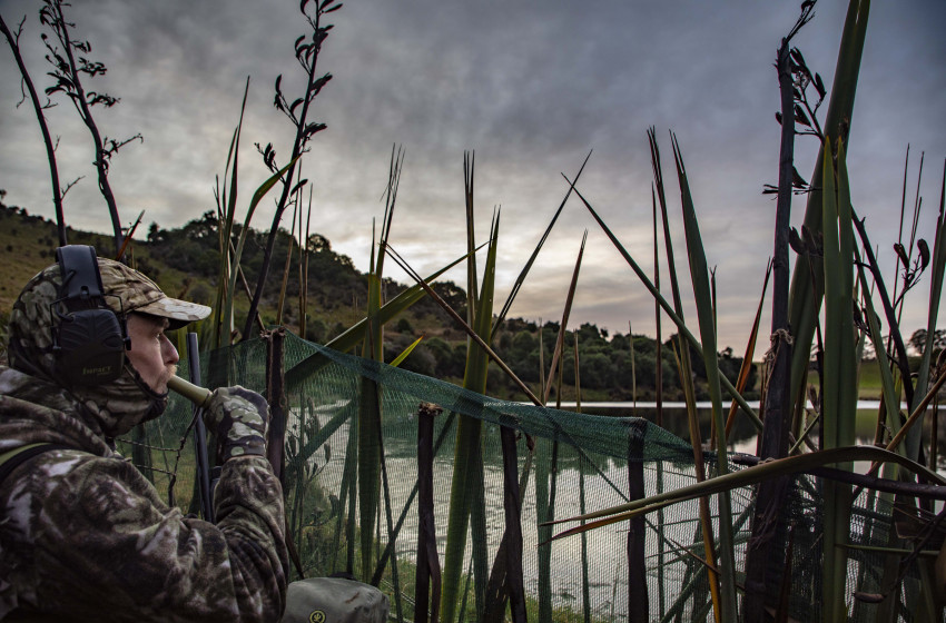 South Island season survey shows game bird hunting remains popular   
