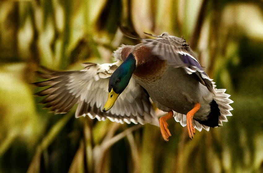 Stunning image of mallard featured on 30th annual Game Bird Habitat collectors stamp