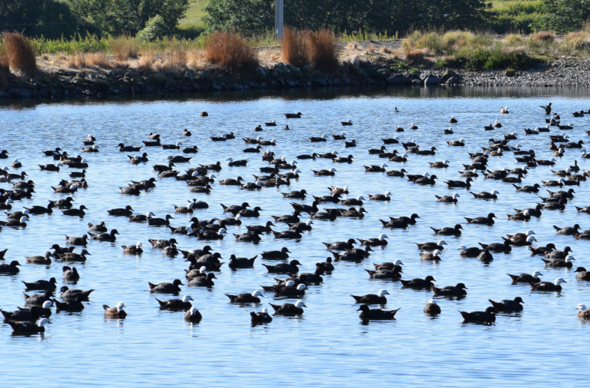 Summer hunting for paradise shelduck