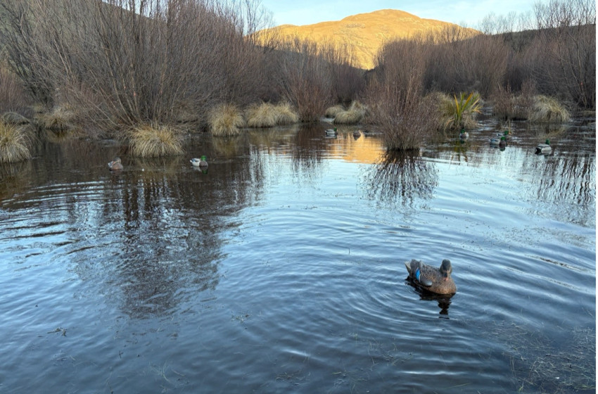 North Canterbury - Bi-Weekly Hunting Report 31 July 2025
