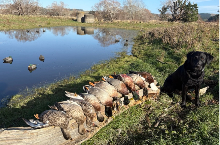 North Canterbury - Bi-Weekly Hunting Report 5 June 2025