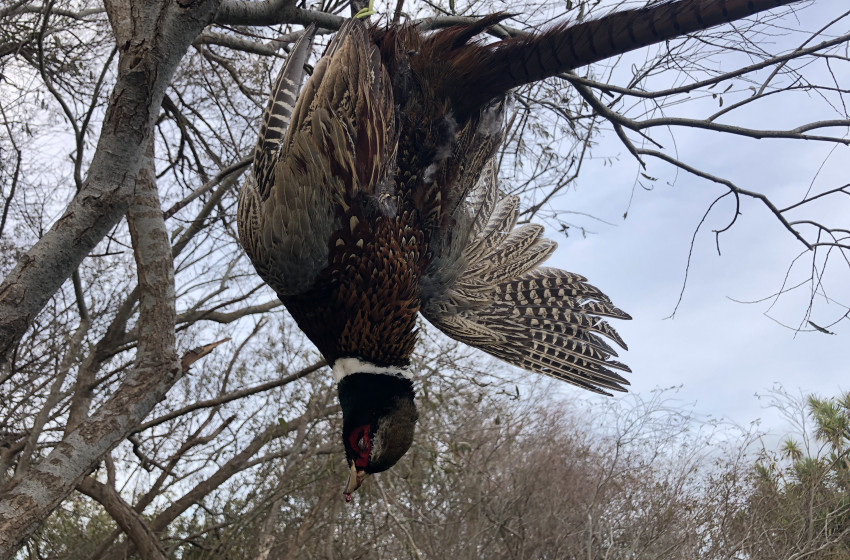 Wellington Game Bird Hunting Bulletin - 10th June 2021