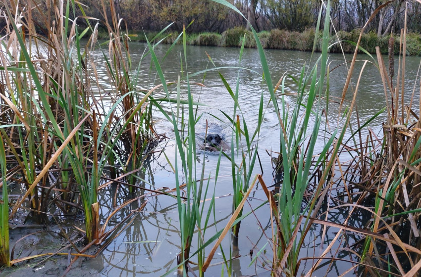 Wellington Game Bird Hunting Bulletin - 12th May 2022