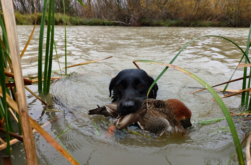 Wellington Game Bird Hunting Bulletin - 13th May 2021