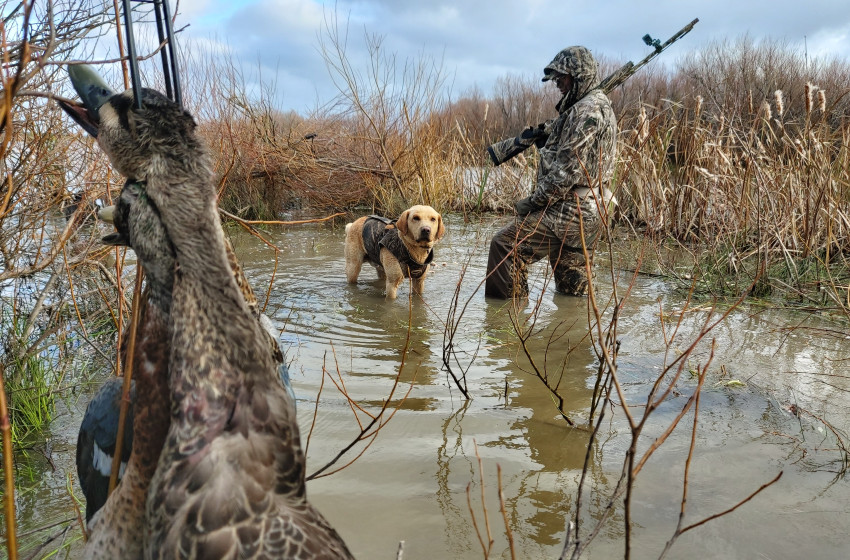 Wellington Game Bird Hunting Bulletin - 19th April 2021