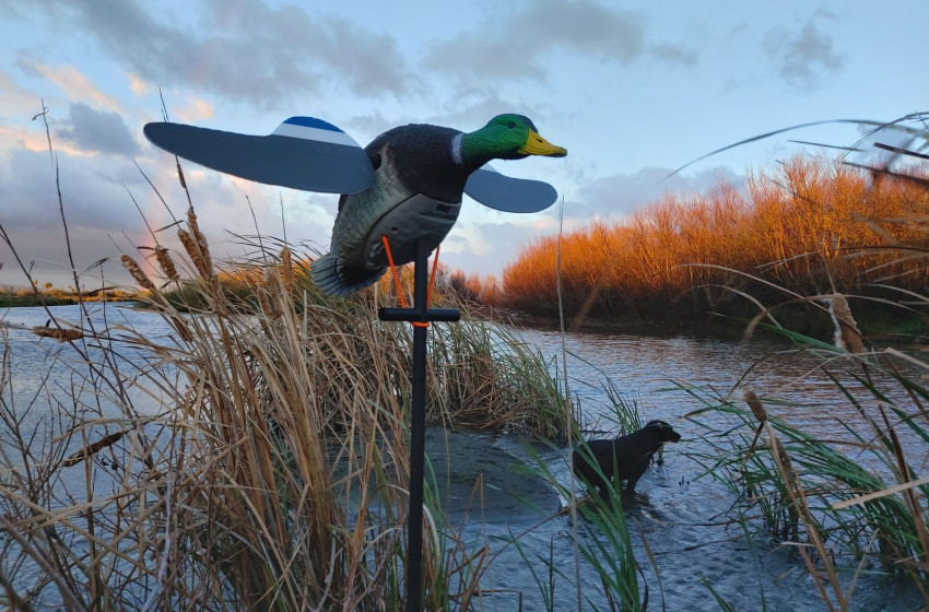 Wellington Game Bird Hunting Bulletin - 19th May 2022