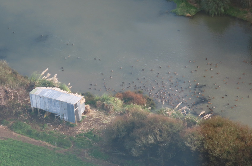Wellington Game Bird Hunting Bulletin - 29th April 2021