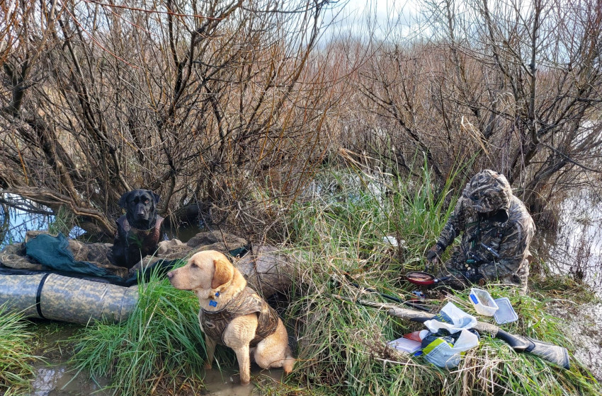 Wellington Game Bird Hunting Bulletin - 9 July 2020