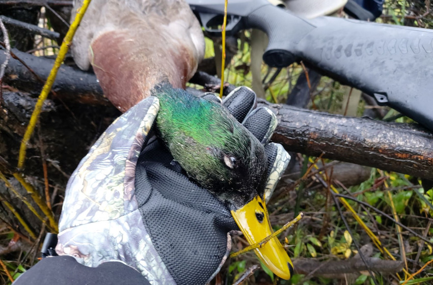 Wellington Game Bird Hunting Bulletin - 9th June 2022