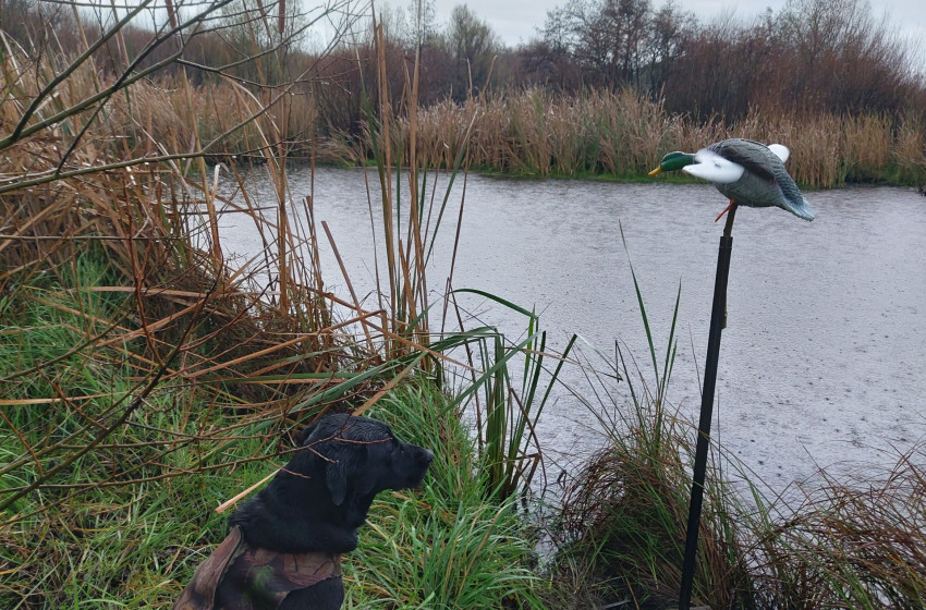 Wellington Weekly Hunting Bulletin 8 Jun 2023