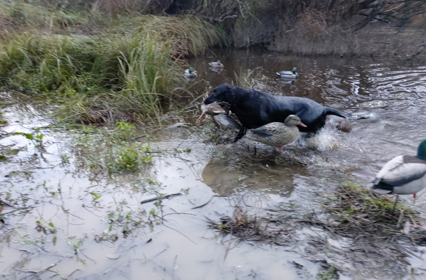 Wellington Weekly Hunting Report - 11 May 2023