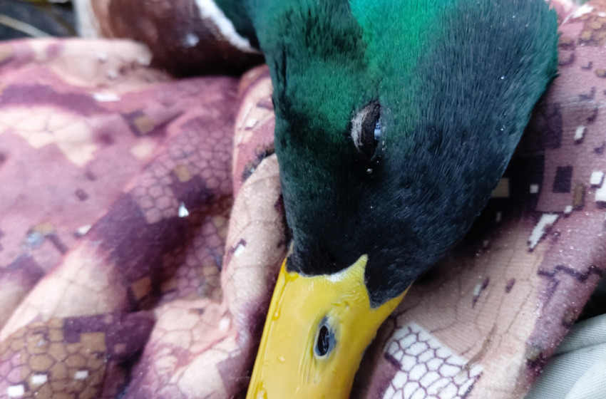 Wellington Weekly Hunting Report - 18 May 2023
