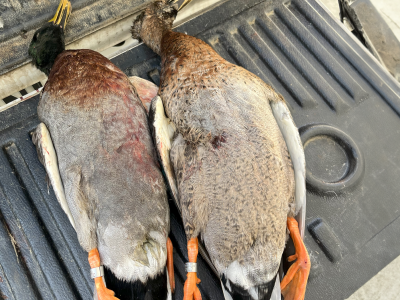 Trevor double banded