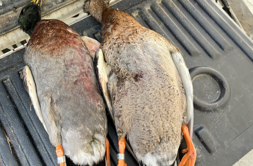 Wellington/Taranaki - Weekly Hunting Bulletin - 16 May 2024