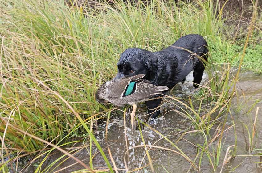 Wellington/Taranaki - Weekly Hunting Bulletin - 24 April 2024