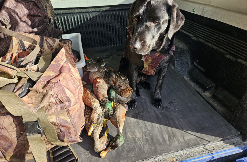 Wellington/Taranaki weekly hunting report 12 June 2025