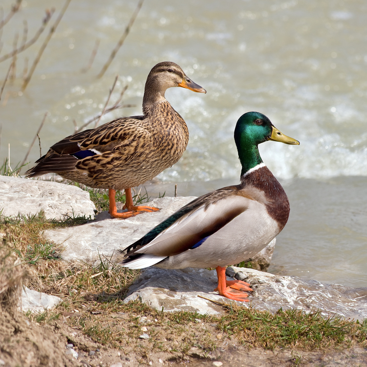 BB 4 Mallard