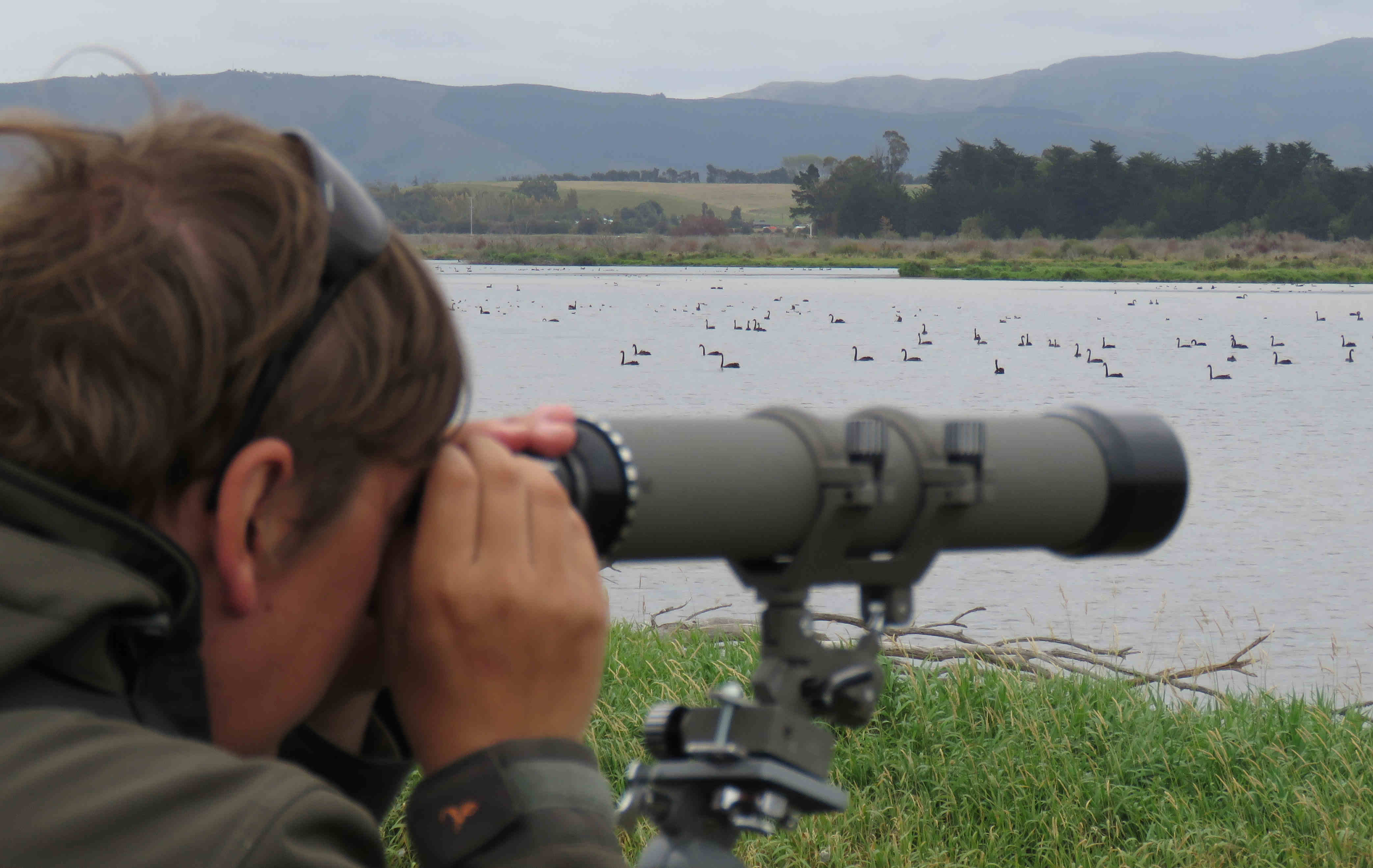 BBaprilCSI 1Fish Game Officer Jayde Couper undertakes the pre season game bird count at Wainono Lagoon 