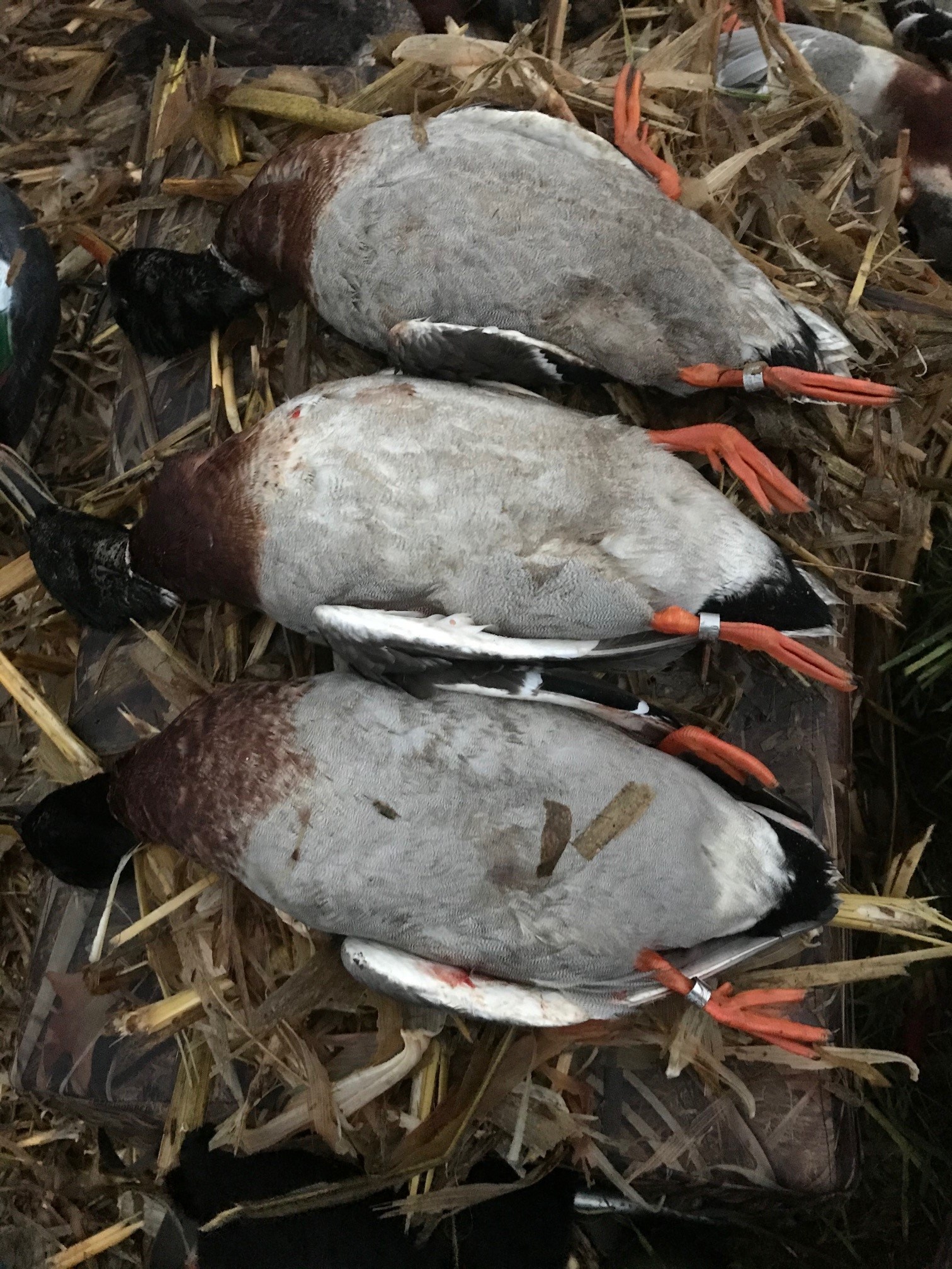 Banded birds shot last season