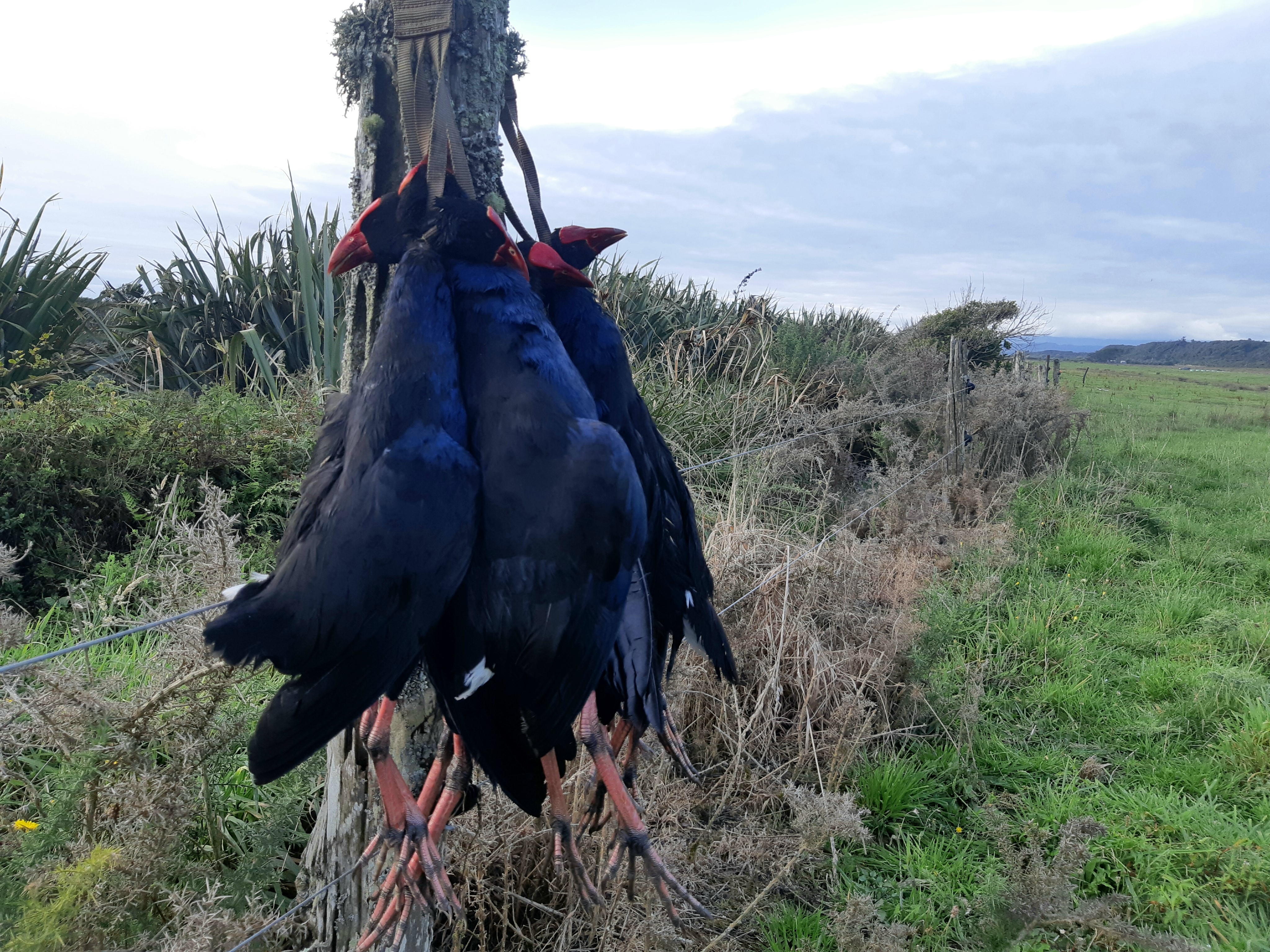 Pukeko