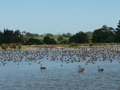 TBB1April2021. The January 2021 moult counts indicate there will be plenty of paradise for hunters on the Taranaki ringplain this season.