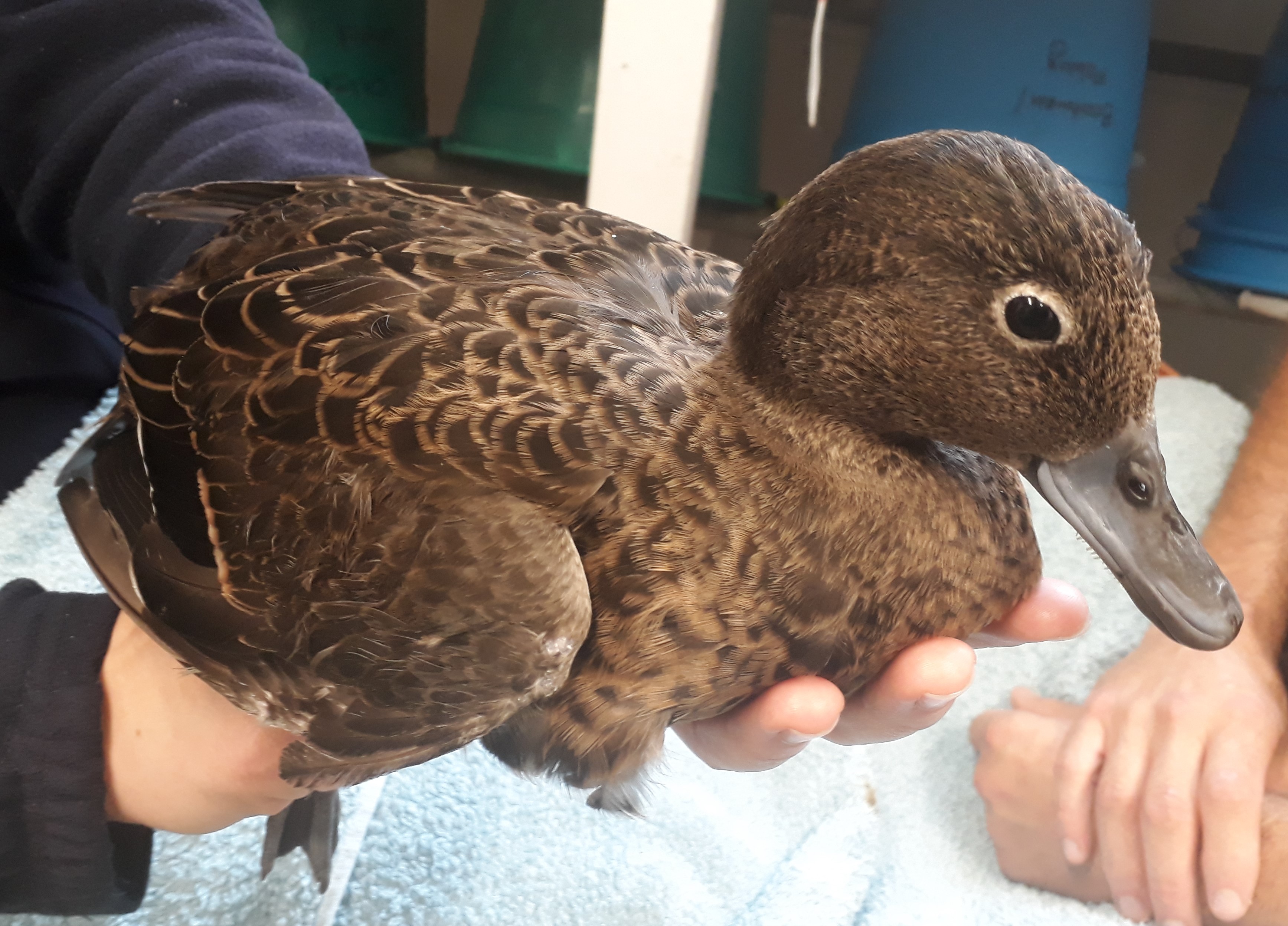 TBB2April2021. A pateke ready for release at Lake Rotokare