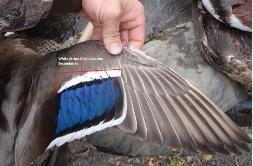 Both Barrels April 2022