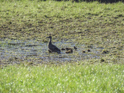 Ducklings in a puddle