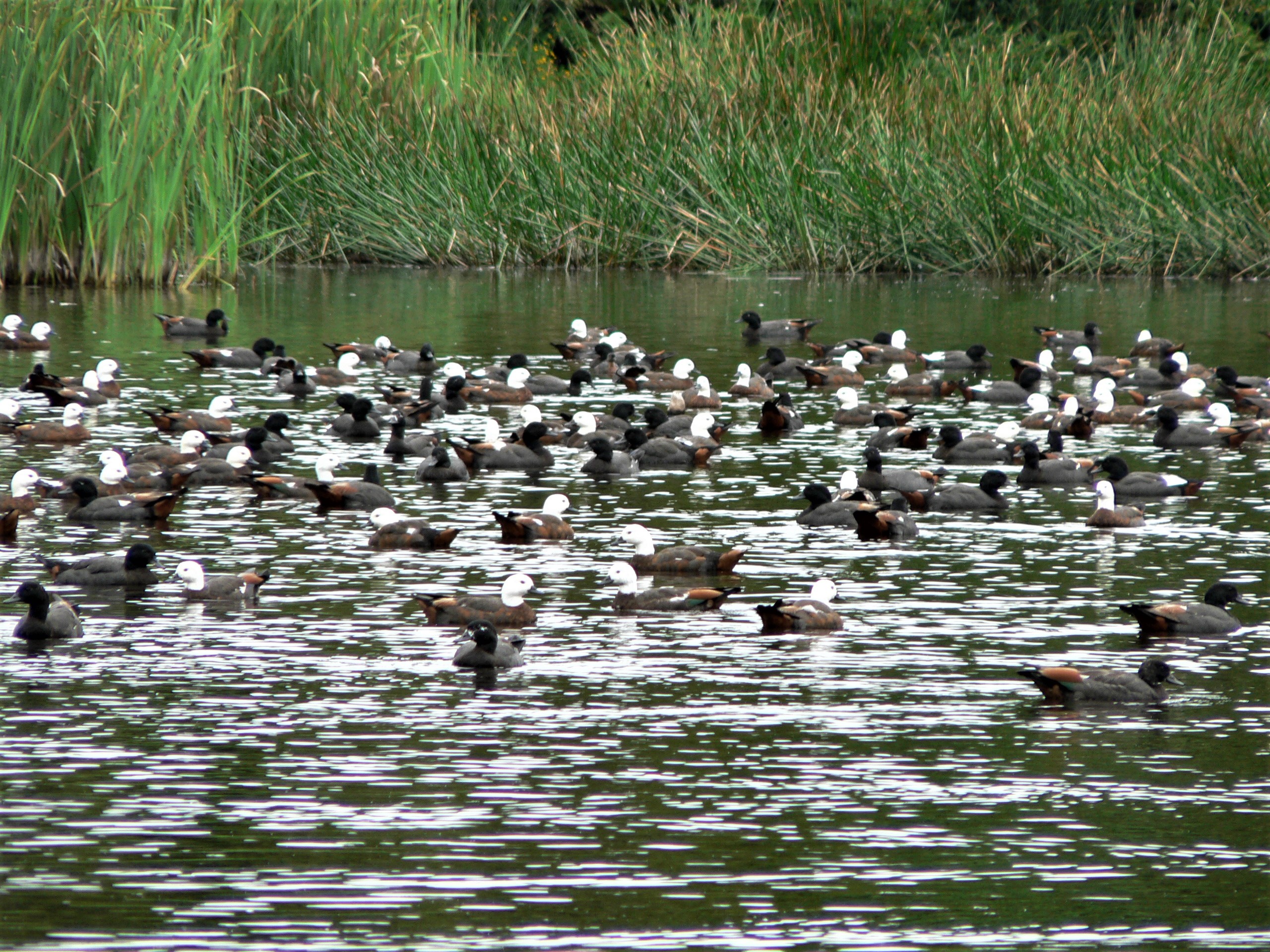 TBB2April2022. There wil be good hunting for paradise shelduck on the Taranaki ringplain.