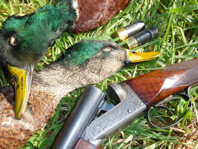 Mallards Rigby Whangarei bismuth