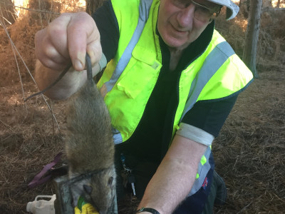 Ken Wright Moturoa Volunteer