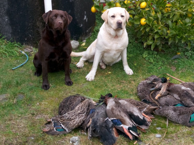 Results of a late season West Coast Hunt Photo Local Hunter Rob Roney
