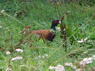 T2BBJuly18. Taranaki pheasants can be out in all weather.