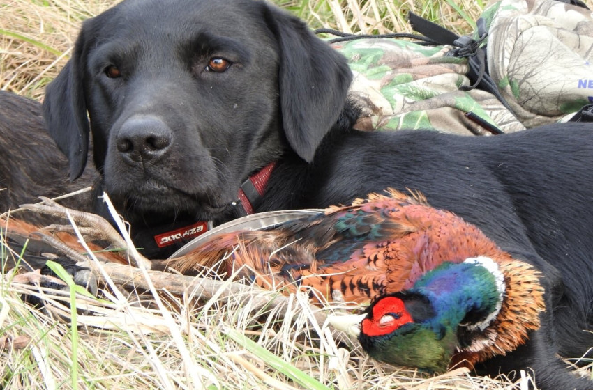 North Canterbury Both Barrels July 2018