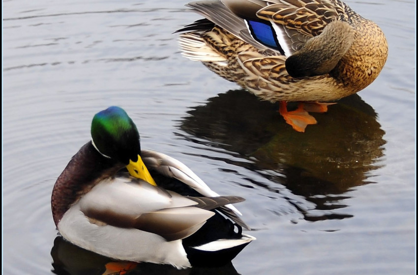 Otago Both Barrels July 2019