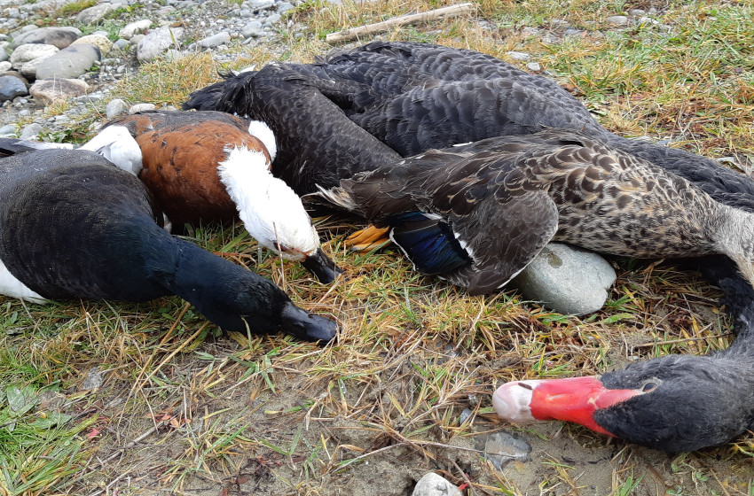 West Coast Both Barrels July 2019