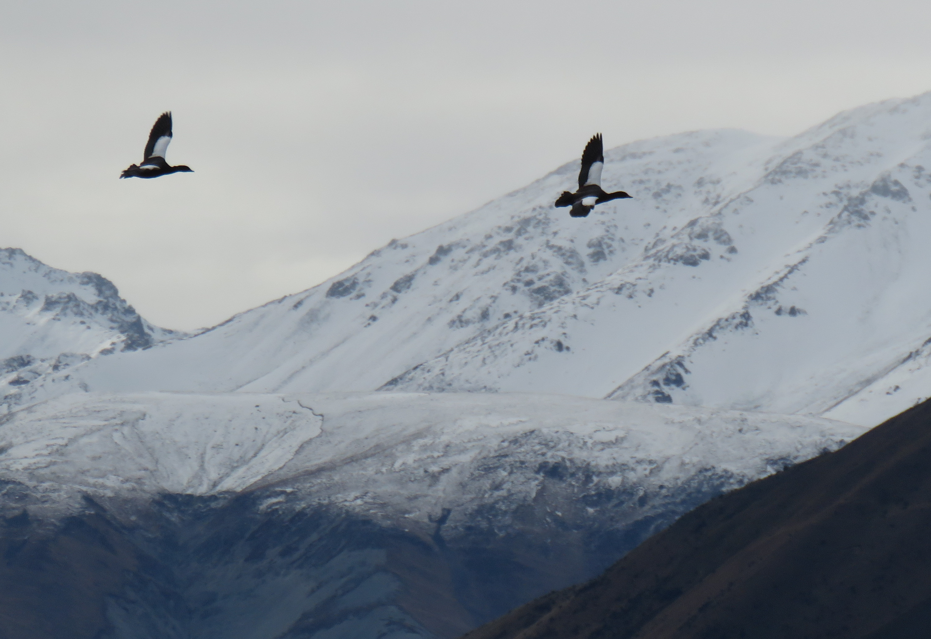 BB JULY CSI 2 Paradise shelduck in the Rangitata highcountry credit R Adams