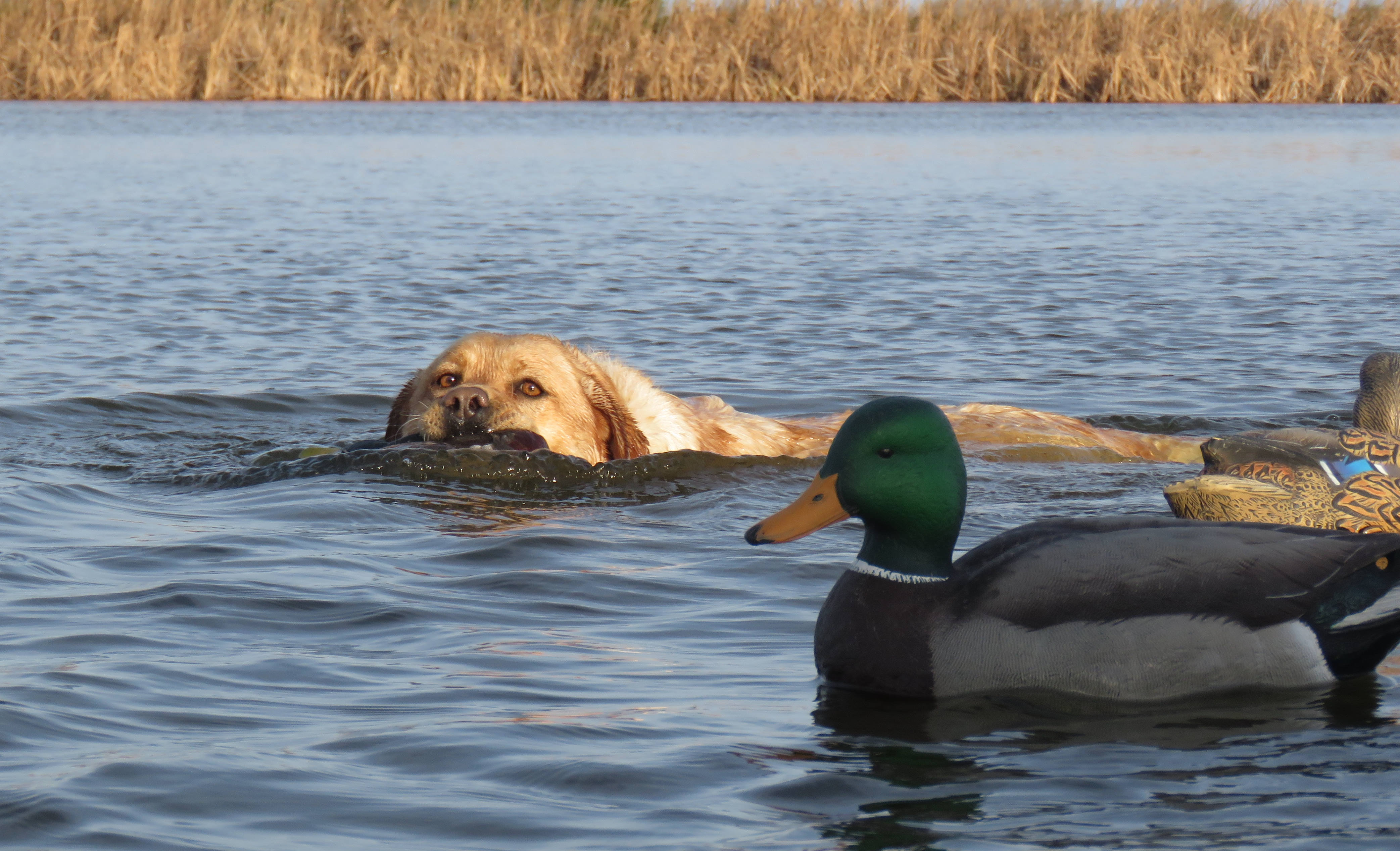 BB JULY CSI 4 Gun dogs are valued members of the hunting commuinty Credit R Adams 